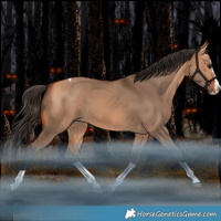 Horse Color:Bay Dun Splash Tobiano Rabicano 