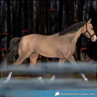 Horse Color:Bay Dun Splash Tobiano Rabicano