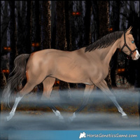 Horse Color:Bay Dun Splash Tobiano Rabicano 