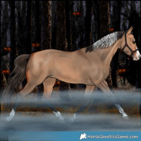 Horse Color:Bay Dun Splash Tobiano Rabicano 