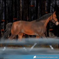 Horse Color:Bay Tobiano Rabicano