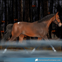 Horse Color:Bay Tobiano Rabicano 