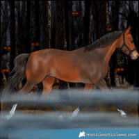 Horse Color:Bay Tobiano Rabicano