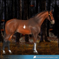 Horse Color:Bay Tobiano Rabicano