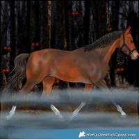 Horse Color:Bay Tobiano Rabicano 