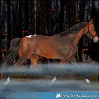 Horse Color:Bay Tobiano Rabicano