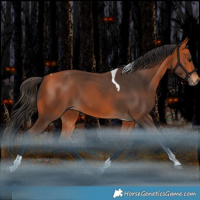 Horse Color:Bay Tobiano Rabicano 