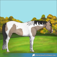 Horse Color:Brown Dun Tobiano 