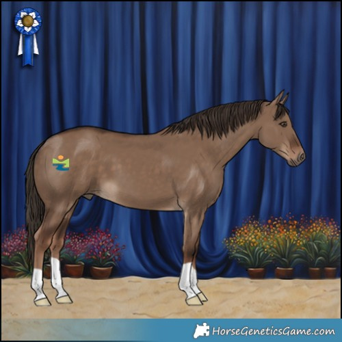 Horse Color:Liver Red Dun