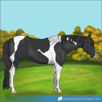 Horse Color:Black Tobiano