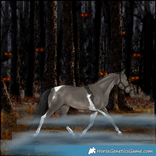 Horse Color:Gray Grullo Tobiano Rabicano 