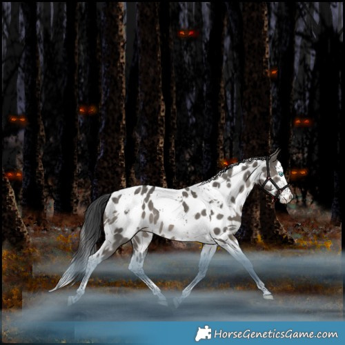 Horse Color:White Spotted Grullo Splash Tobiano Appaloosa Rabicano