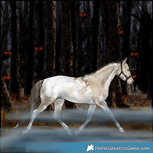Horse Color:Gray White Spotted Grullo Snowdrop Tobiano Appaloosa Rabicano 