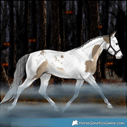 Horse Color:Gray Brown Dun Splash Tobiano Rabicano 