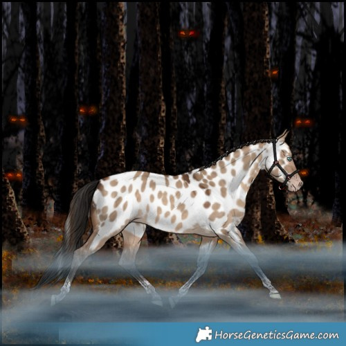 Horse Color:Gray Amber Champagne Dun Mushroom Tobiano Appaloosa Rabicano 
