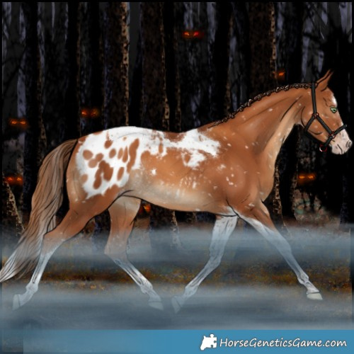 Horse Color:Gray Gold Champagne Splash Tobiano Appaloosa Rabicano