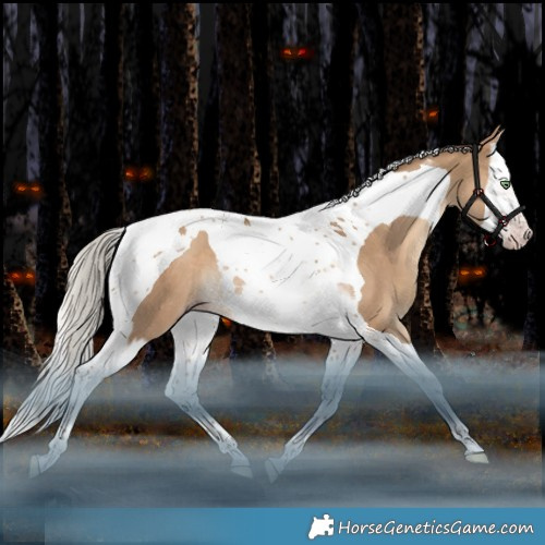 Horse Color:Gray Silver Amber Champagne Dun Splash Tobiano Rabicano 
