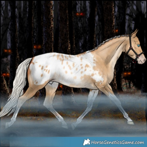 Horse Color:Gray Silver Amber Champagne Snowdrop Tobiano Appaloosa Rabicano 