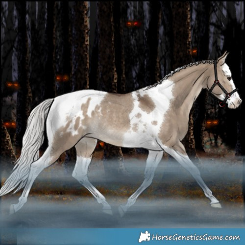 Horse Color:Silver Bay Dun Splash Tobiano Appaloosa Rabicano
