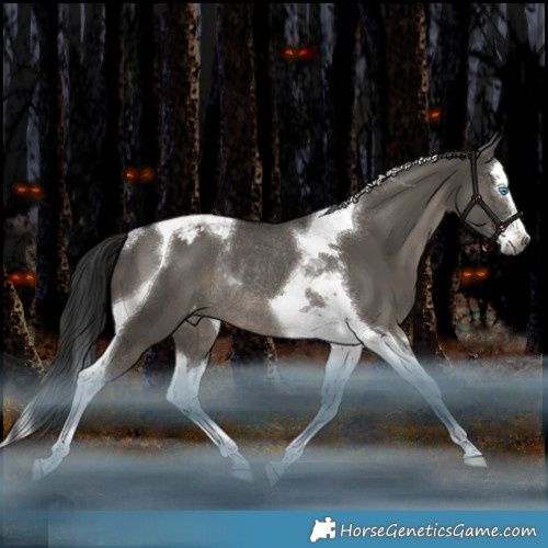 Horse Color:Gray Grullo Splash Tobiano Appaloosa Rabicano 
