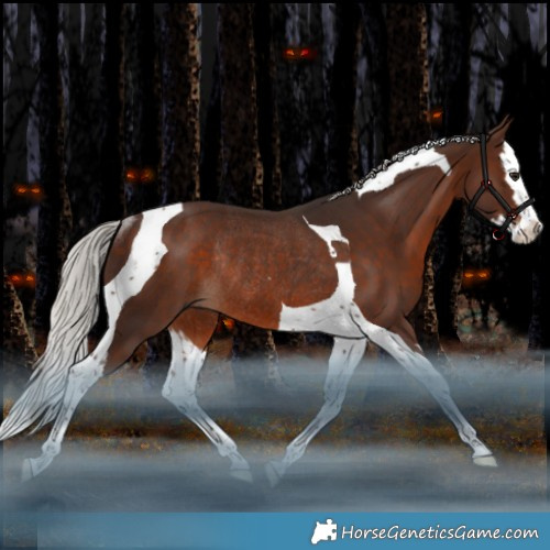 Horse Color:Silver Brown Splash Tobiano Rabicano 
