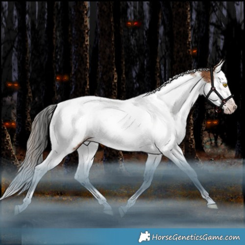 Horse Color:Gray White Spotted Amber Champagne Splash Tobiano Appaloosa Rabicano