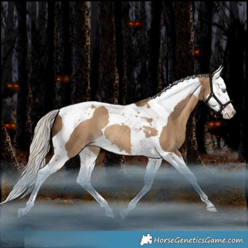 Horse Color:Gray Silver Sable Champagne Dun Splash Tobiano Rabicano 