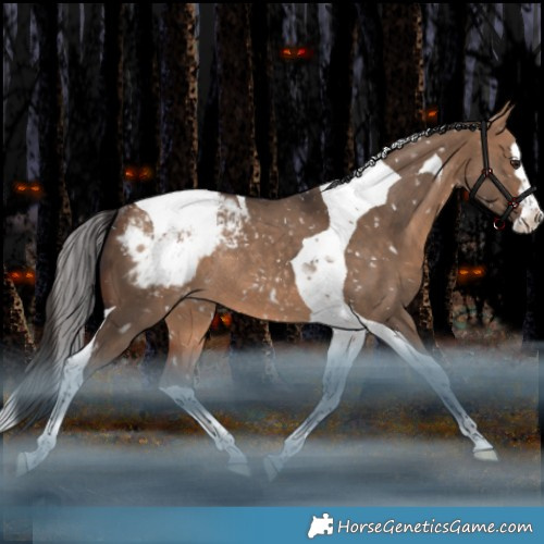 Horse Color:Bay Dun Splash Tobiano Appaloosa Rabicano 