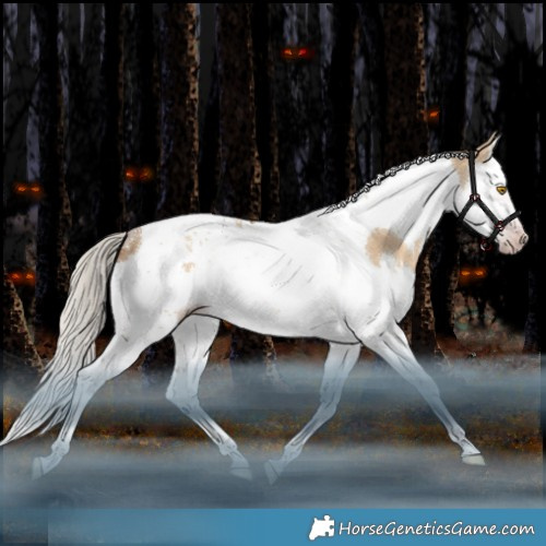 Horse Color:Gray Silver Classic Champagne Dun Splash Tobiano Rabicano 