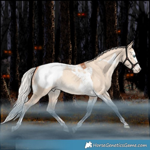Horse Color:Silver Amber Champagne Dun Splash Tobiano Appaloosa Rabicano