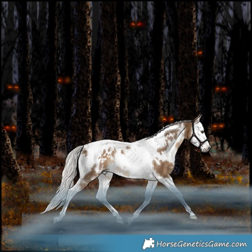 Horse Color:Gray White Spotted Silver Bay Dun Splash Tobiano Appaloosa Rabicano