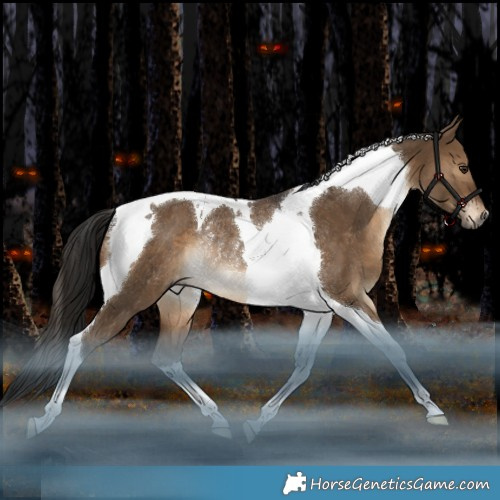 Horse Color:Gray Bay Dun Tobiano Appaloosa Rabicano 