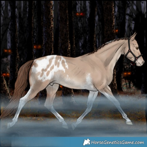 Horse Color:Classic Champagne Dun Tobiano Appaloosa Rabicano 