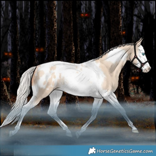 Horse Color:Silver Amber Champagne Dun Splash Tobiano Appaloosa Rabicano 