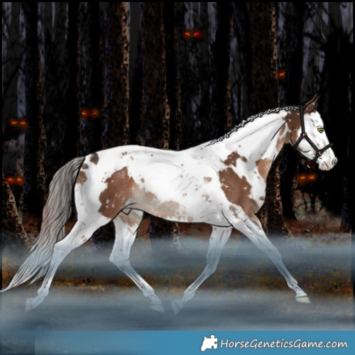 Horse Color:White Spotted Liver Chestnut Splash Tobiano Appaloosa Rabicano