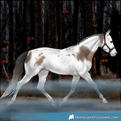 Horse Color:Bay Dun Splash Tobiano Appaloosa Rabicano