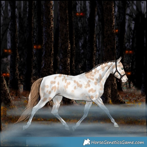Horse Color:Gold Champagne Dun Tobiano Appaloosa Rabicano