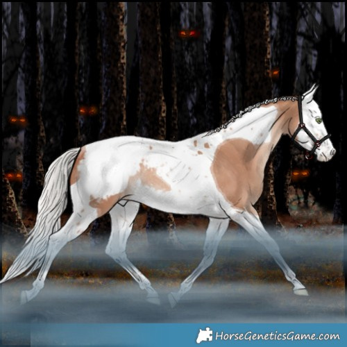 Horse Color:Silver Sable Champagne Splash Tobiano Appaloosa Rabicano 
