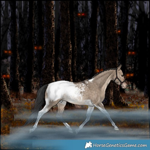 Horse Color:Bay Dun Tobiano Appaloosa Rabicano 