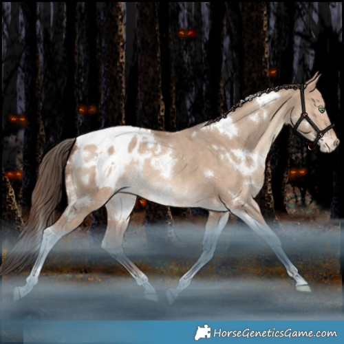 Horse Color:White Spotted Amber Champagne Dun Tobiano Appaloosa Rabicano