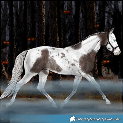 Horse Color:Silver Bay Splash Tobiano Rabicano 