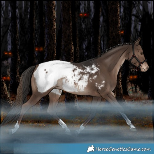 Horse Color:Liver Chestnut Tobiano Appaloosa Rabicano