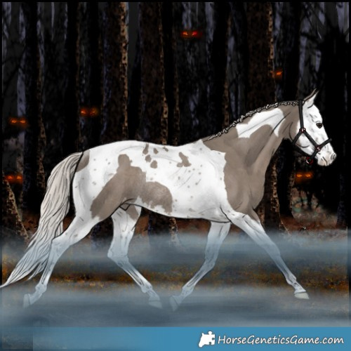 Horse Color:Silver Grullo Splash Tobiano Appaloosa Rabicano 