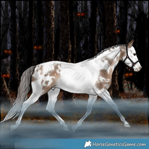 Horse Color:White Spotted Bay Dun Splash Tobiano Appaloosa Rabicano 