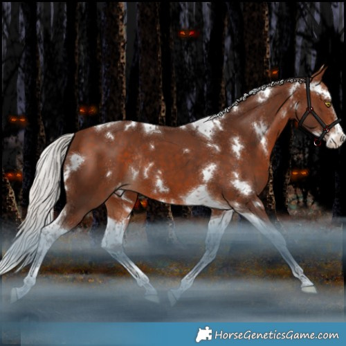 Horse Color:White Spotted Silver Bay Splash Tobiano Appaloosa Rabicano 