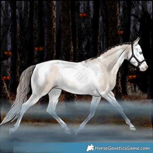 Horse Color:Amber Champagne Dun Splash Tobiano Rabicano