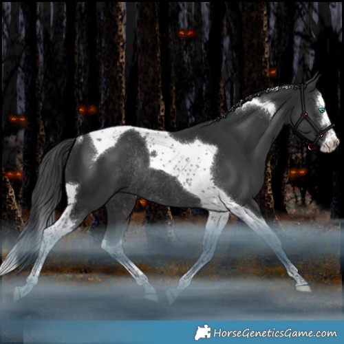 Horse Color:Black Splash Tobiano Rabicano 