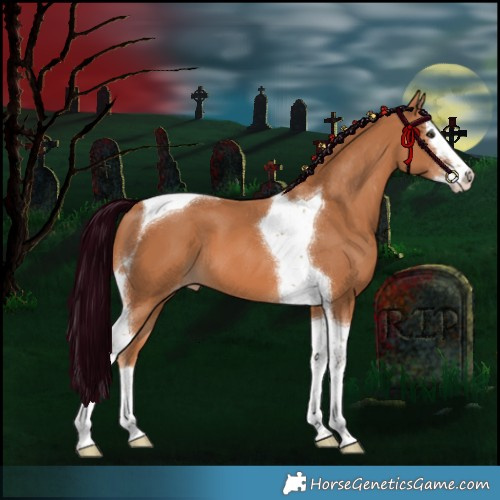 Horse Color:Chestnut Splash Tobiano Appaloosa 