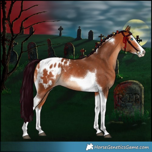 Horse Color:Silver Bay Splash Tobiano Appaloosa Rabicano 