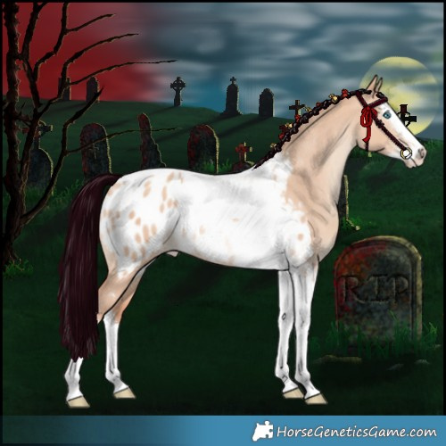 Horse Color:Silver Amber Champagne Dun Splash Tobiano Appaloosa Rabicano 